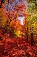 folhas coloridas de árvores de sonho e estrada de trilha na paisagem de outono. profundamente na trilha da floresta e as cores do outono vista magnífica. majestosa bela caminhada ensolarada. caminho pitoresco na natureza da floresta de outono