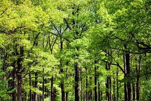 bosque de carvalhos na floresta verde foto