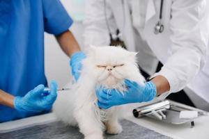 veterinário para tratar gatos doentes, manter o conceito de saúde animal, hospital de animais foto