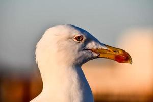 gaivota em marrocos foto