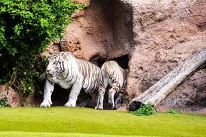 zoológico tigre branco foto