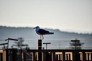 gaivota em marrocos foto