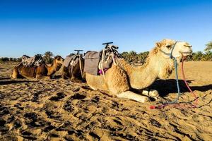 camelos em Marrocos foto