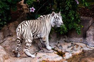 zoológico tigre branco foto