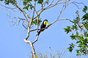 tucano na árvore foto