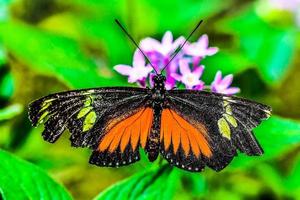 linda borboleta na costa rica foto