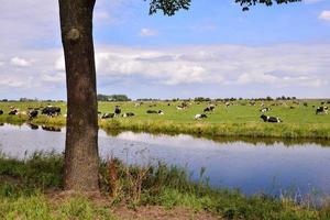 vacas perto da água foto