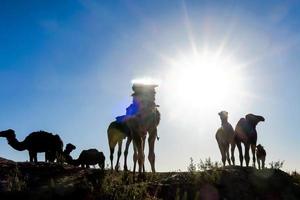 camelos em Marrocos foto