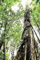 selva tropical na costa rica foto