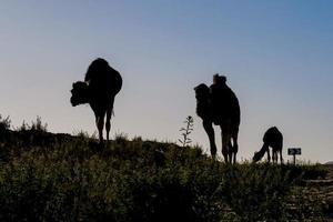 camelos em Marrocos foto