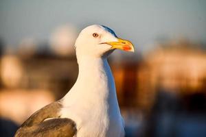 gaivota em marrocos foto