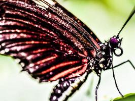 linda borboleta na costa rica foto