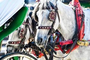 cavalos brancos com viseiras foto