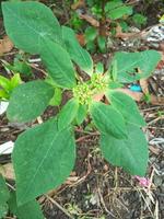 euphorbia heterophylla é uma planta que pertence à família euphorbiaceae ou ao gênero euphorb foto