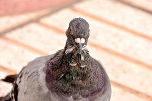 pombo de perto foto