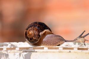 caracol de perto foto