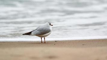 gaivota de cabeça preta na praia, mar e fundo de areia foto