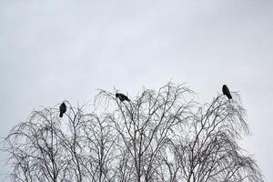 três corvos sentados em galhos de árvores foto