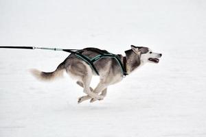 correndo cão husky na corrida de cães de trenó foto