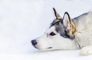 cão husky siberiano deitado na neve. feche o retrato de rosto ao ar livre. treinamento de corrida de cães de trenó em clima frio de neve. cão de raça pura forte, bonito e rápido para trabalho em equipe com trenó. foto