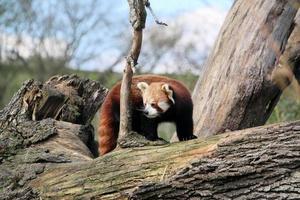 uma visão de um panda vermelho foto