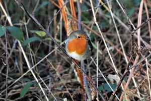 uma visão de um robin foto