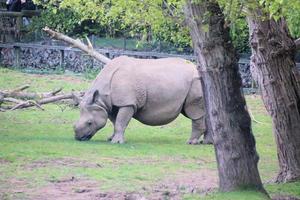 uma visão de um rinoceronte foto