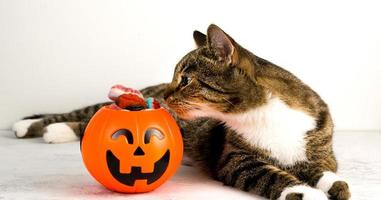 banner de halloween com o conceito de doces ou travessuras tigela de doces em forma de jack'o'lantern com doces de cheiro de gato engraçado foto