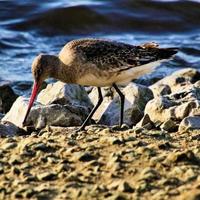 uma visão de um maçarico-de-cauda-barra foto