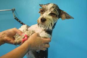 engraçado yorkshire terrier tomando banho no salão de beleza. mãos de aparador de mulher banhando um cachorro. pêlo molhado. lavagem profissional, higiene, bem-estar, procedimentos de spa do conceito de animais. fechar-se foto