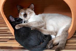 mãe gata branca abraçando um gatinho preto foto