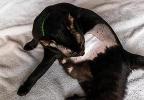 gato preto lambendo ferida de castração foto