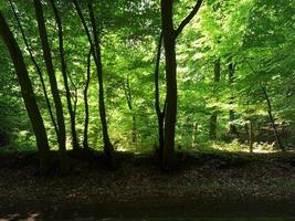 bela vista para uma densa floresta verde com luz solar brilhante lançando sombra profunda foto