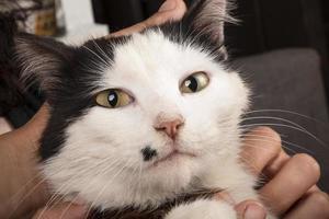 cabeça de animal de estimação gatinho preto e branco foto