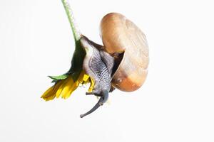 caracol em uma flor amarela em fundo branco foto