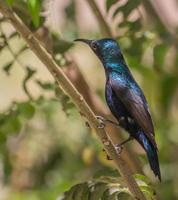 beija-flor em uma árvore foto