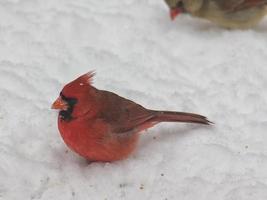 pássaro cardeal macho na neve