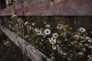 As flores da margarida florescem através de uma cerca de madeira foto