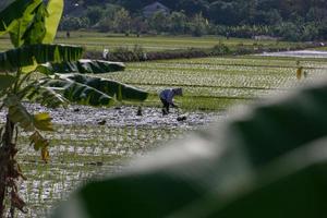 thanh pho ninh binh, vietnã, 2017- uma mulher plantando arroz em um campo foto