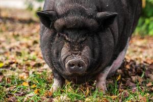 close-up de um porco preto