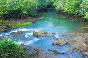 floresta de mangue e um rio foto