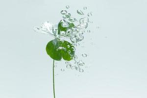 planta verde e bolhas na água foto