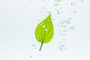 folha verde e bolhas na água foto