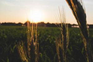 campo de trigo ao pôr do sol foto