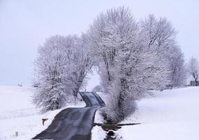 árvores nuas cobertas de neve perto da estrada foto
