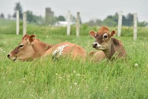 dois bovinos marrons em campo de grama verde durante o dia foto