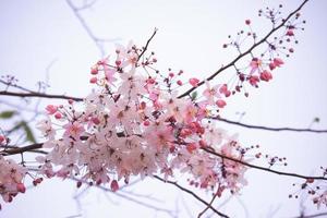 flores cassia grandis rosa com vista de perto, flores brancas e rosa estão florescendo nas árvores. tailândia foto