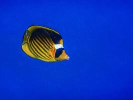peixe-borboleta de tabaco em vista de retrato de águas azuis profundas foto