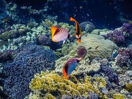 três peixes coloridos comem uma água-viva perto de corais maravilhosos enquanto mergulham foto