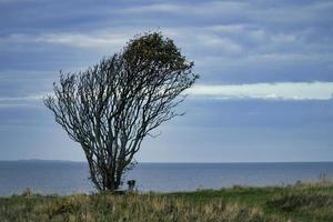 árvore dobrada pelo vento, com banco na falésia à beira-mar. vista na dinamarca no kattegatt foto